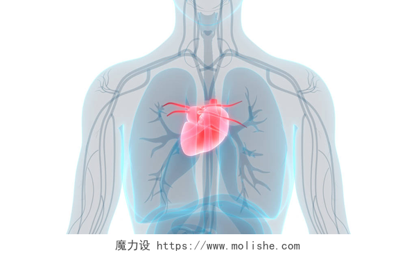 人类循环系统心脏解剖渲染图人类循环系统心脏解剖。3D